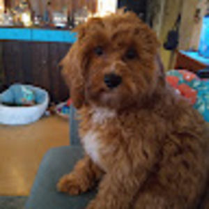 Meet your Posher, Sherry